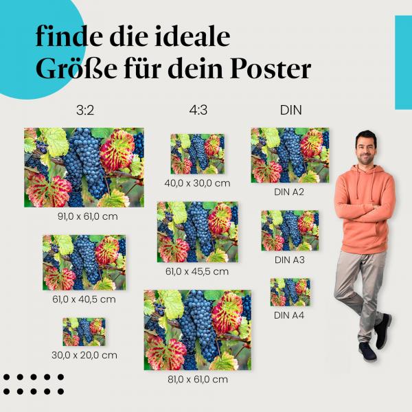 Finde die ideale Postergröße: Blaue Weintrauben, Rebstock, Herbstblätter, Ernte.