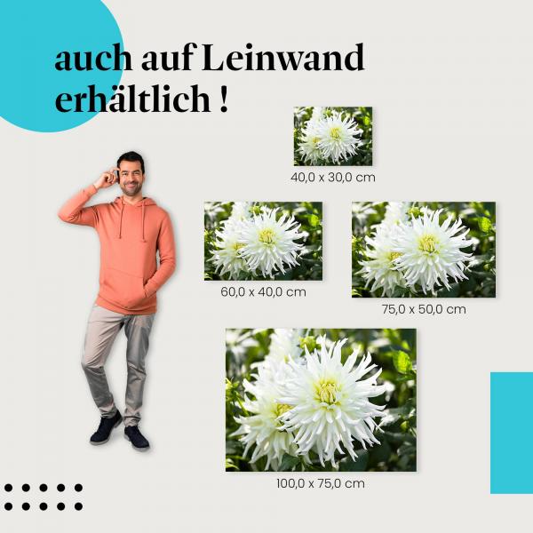 Weiße Dahlien: Leinwandbild. Reinheit, Eleganz.