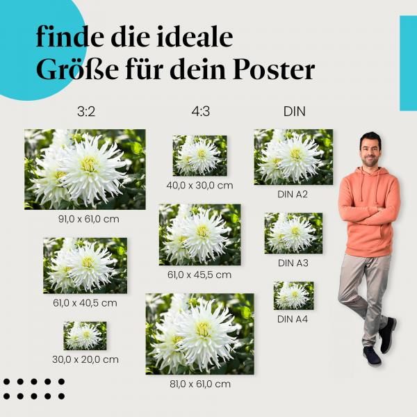 Entdecke die passende Postergröße: Weiße Dahlien, Sonnenschein, Reinheit, Eleganz.