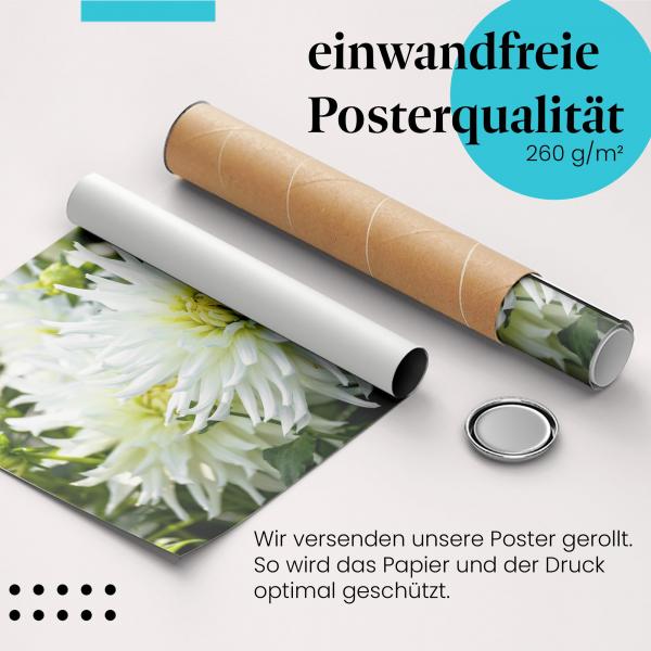 Gerolltes Poster "Weiße Dahlien" - Reinheit & Eleganz, sicher verpackt.