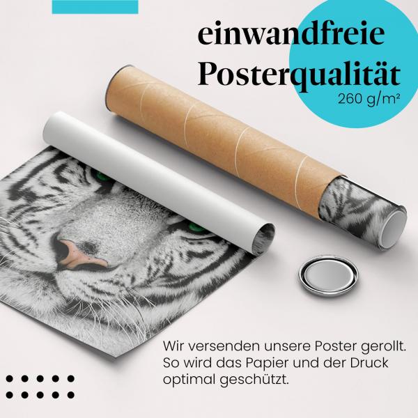 Gerolltes Poster "Weißer Tiger". Eindrucksvoll.