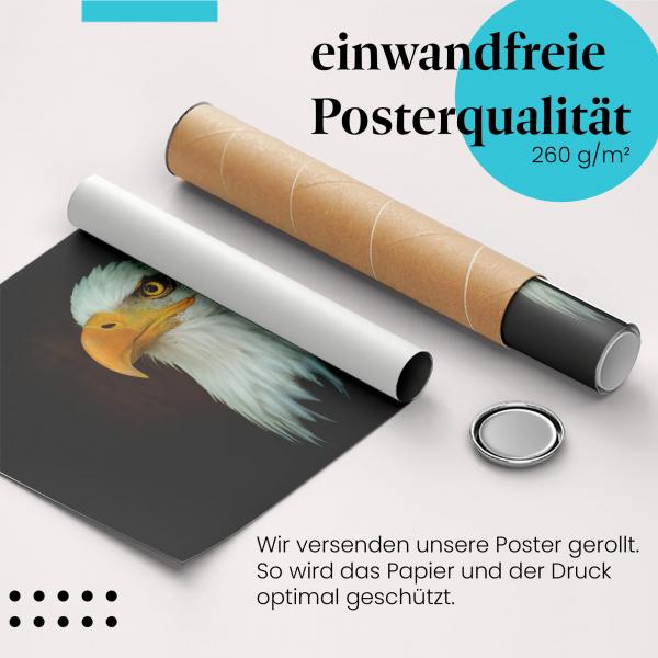 Gerolltes Poster "Weißkopfseeadler". Mächtiger Greifvogel, sicher verpackt.