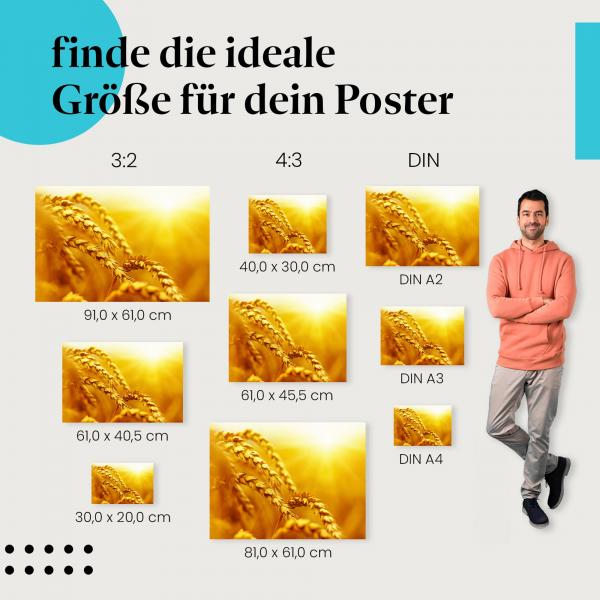 "Weizenähren im Sonnenuntergang" Poster: Finde die passende Grösse für deine Wanddekoration!