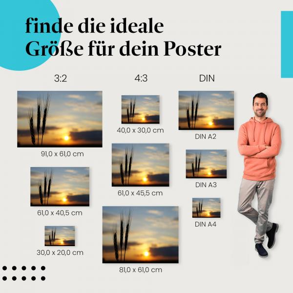 Sonnenuntergang über Weizenfeld Poster: Goldenes Licht!