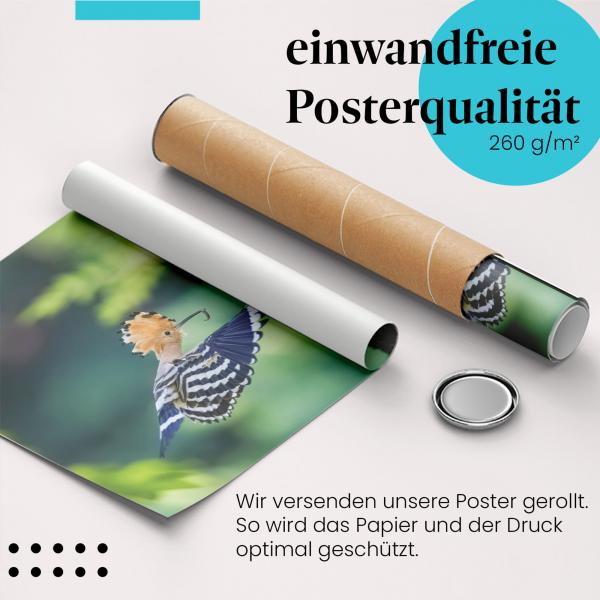 Gerolltes Poster "Wiedehopf". Tier & Natur, sicher verpackt.