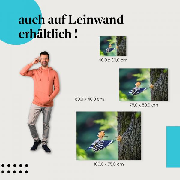 Wiedehopf: Leinwandbild. Flug, Nahrung, Vogelwelt.