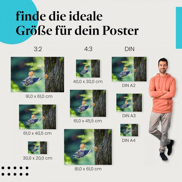 Postergrößen für dein Zuhause: Wiedehopf, Flug, Baumhöhle, Nahrung.