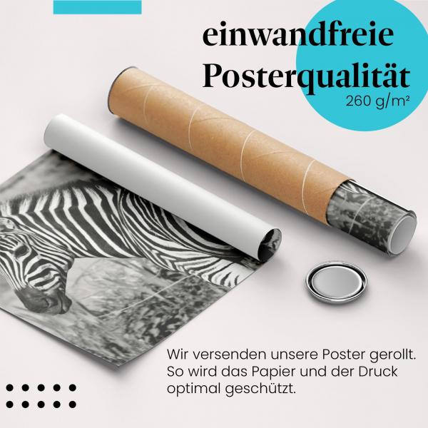 "Zebra": Gerolltes Poster, Schwarzweiß, Eleganz.