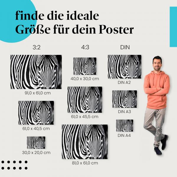 Zebra, Poster: Nahaufnahme, Streifen.