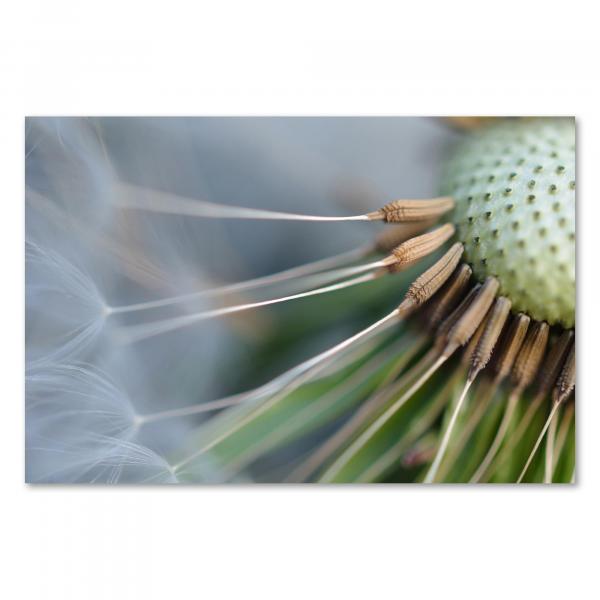 Detailaufnahme einer Pusteblume mit Samen und feinen Härchen.