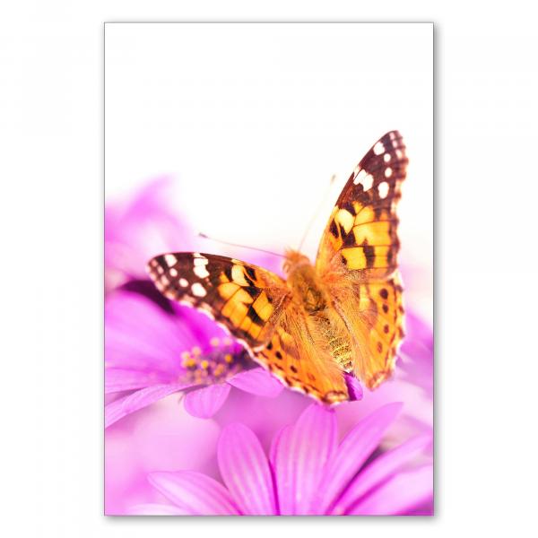 Ein farbenfroher Schmetterling auf einer leuchtend pinken Blüte - ein Symbol für die Schönheit der Natur.