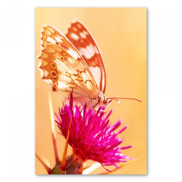 Ein Schmetterling mit weiss-braunen Flügeln auf einer leuchtend lila Blume – ein Bild voller Farben und Harmonie.