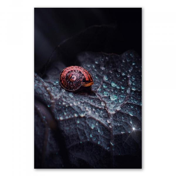 Makroaufnahme: Schneckenhaus auf Blatt, glitzernde Wassertropfen.