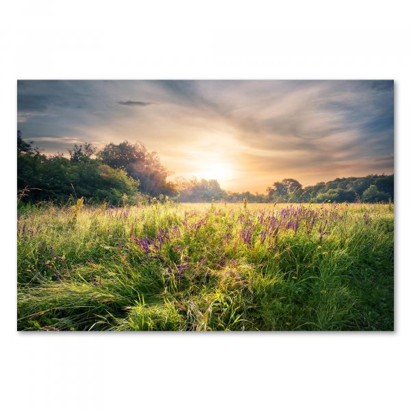 Sonnenaufgang über blühender Sommerwiese, erste Sonnenstrahlen, warmes Licht.