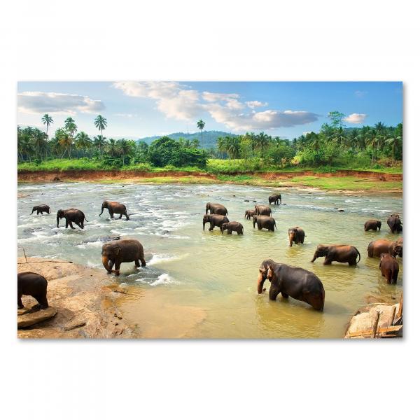 Wilde Elefanten im Fluss, Erfrischung in tropischer Landschaft - Sri Lanka.