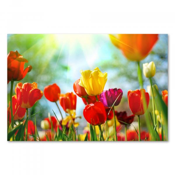 Bunte Tulpen in einer sonnendurchfluteten Wiese strahlen Lebensfreude und Frühlingsgefühle aus.