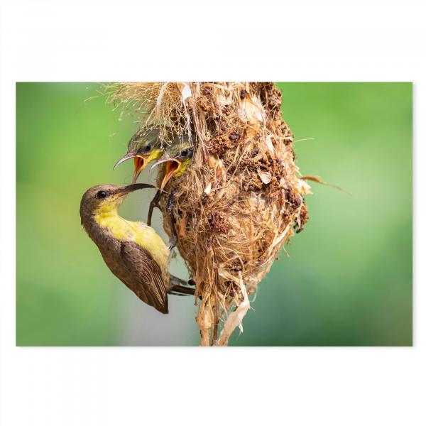 Zwei Vogelküken im Nest, strecken Schnäbel entgegen, Elternvogel füttert.