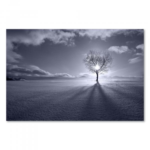 Ein kahler Baum steht auf einem Feld, die Wintersonne wirft lange Schatten und beleuchtet die kalte Landschaft.